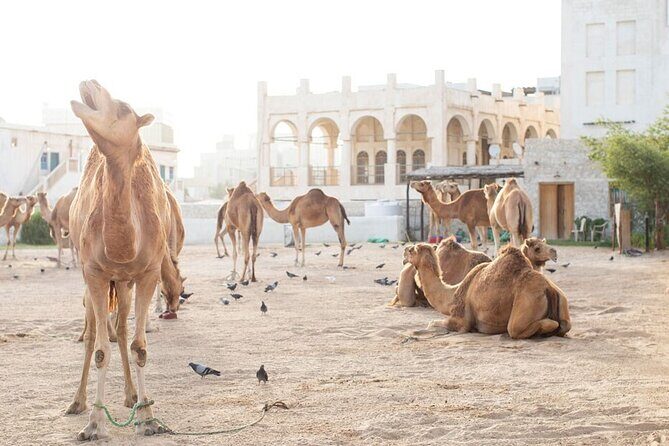 4-Hour Private Group City Tour in Doha, Qatar - Souq Waqif: market browsing, photo spots, and what to notice in one hour