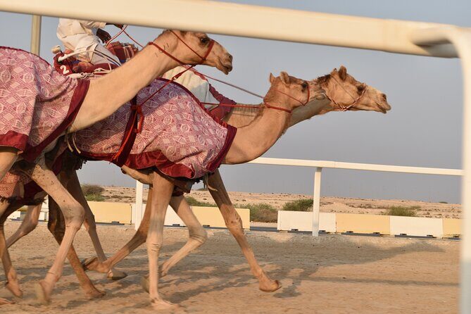Combo West and North of Qatar Tour - Ash-Shahaniyah: camel racing tracks and local market energy