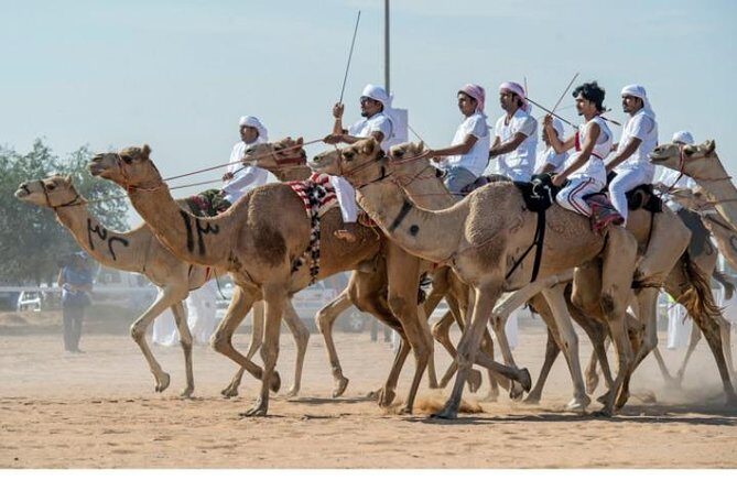 Cultural & Thrills: Sheikh Faisal Museum & Camel Race Adventure - Who this tour is best for