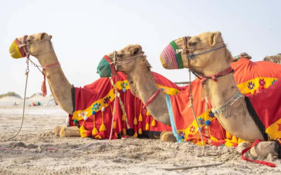 Desert Safari, Dunes Ride, Sand Boarding & Inland Sea Tour - Who will like this safari most (and who should skip)