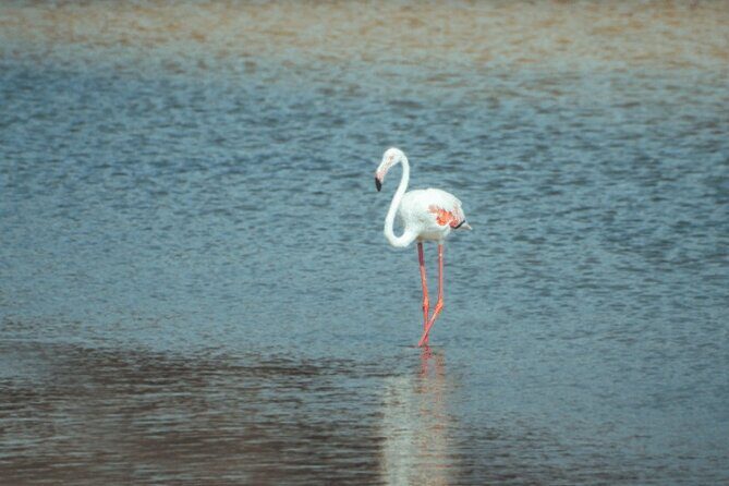 Discover Qatar’s Hidden Gems: North & West Coast Private Tour - What This North & West Coast Private Tour Is Really Like