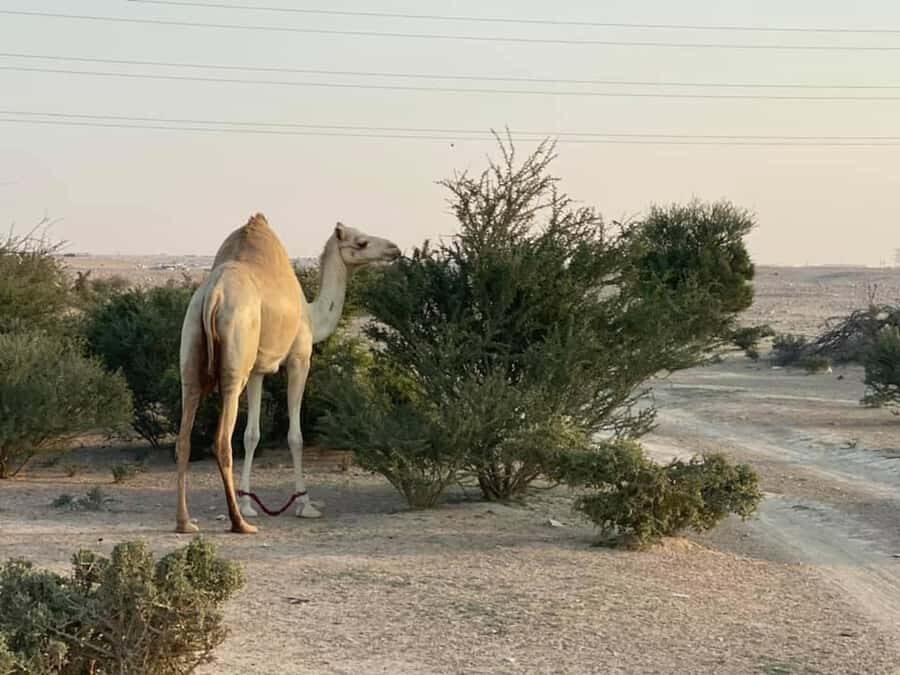 Doha Activities: Desert Safari, Dune Bashing & Inland Sea - Price and value: what $70 really covers