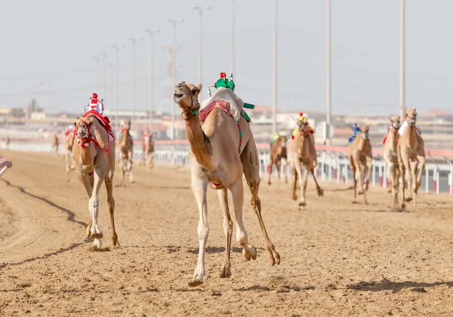 Doha Camel Race Track & Richard Serra Desert Sculpture Tour - How This 4-Hour West Qatar Tour Feels in Real Life
