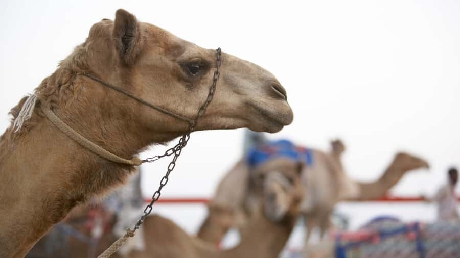 Doha Camel Race Track & Richard Serra Desert Sculpture Tour - Guides Like Junaid and Amir Make the Tour Feel Personal