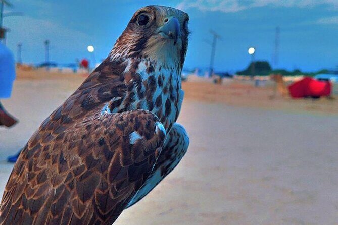 Doha Desert Safari Dune Bashing Camel Ride - Sandboarding is included: choose the right expectations