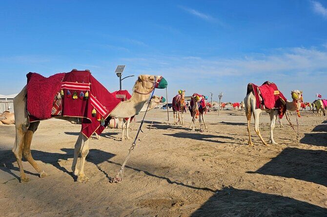 Doha Desert Safari Dune Bashing Camel Ride - From Doha pickup to the desert edge: how logistics stay painless