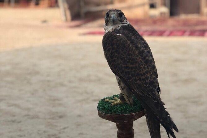 Doha Layover Desert Safari, Camel Ride, Sand Boarding, Inland Sea - Who this tour fits best (and who should skip it)