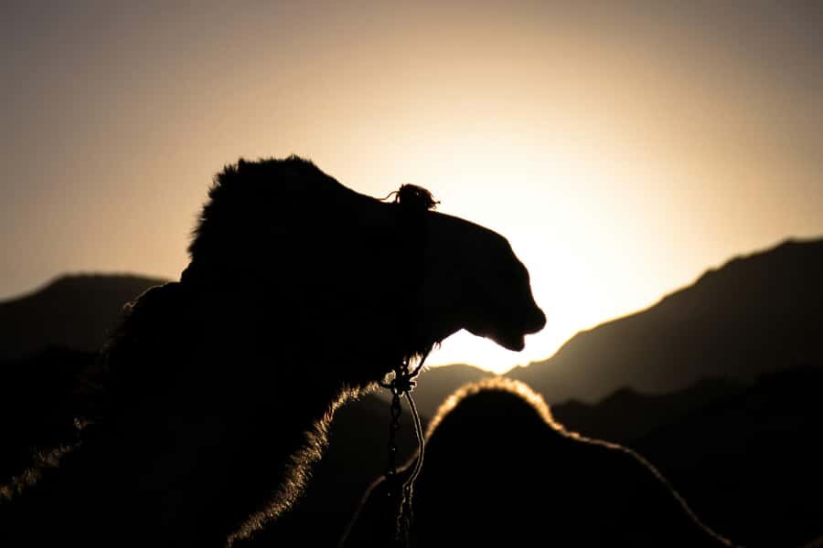 Doha: Night Desert Safari With Stargazing and Inland Sea - Key things I’d prioritize