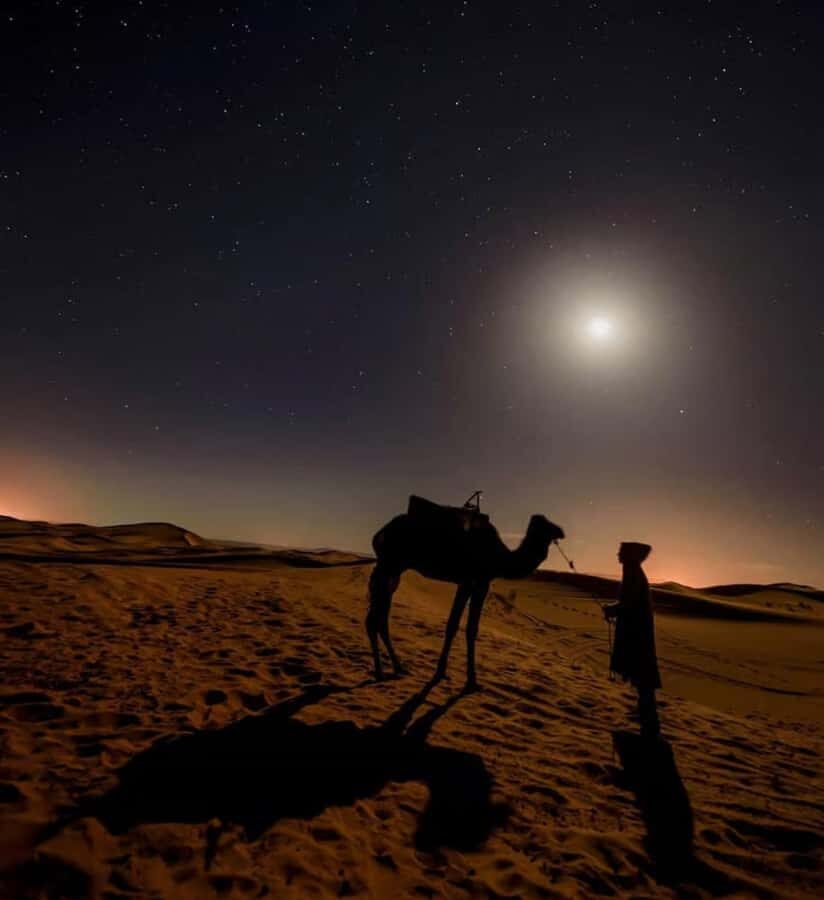 Doha: Night Safari with Dune Bashing and Camel Ride - Key Highlights You’ll Care About