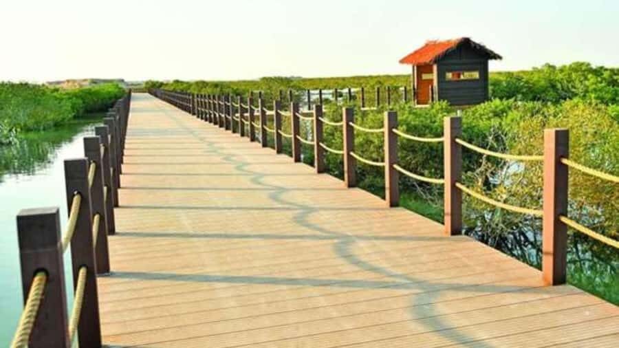 Doha : Private North of Qatar Tour, Zubara Fort & Mangroves - Al Thakira mangroves and Purple Island: nature time that isn’t just scenery