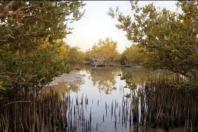 Doha Private North Tour Zubara Fort Purple Island & Mangrove - Al Jumail’s Deserted Pearl Village: Trees, Names, and British Surveys