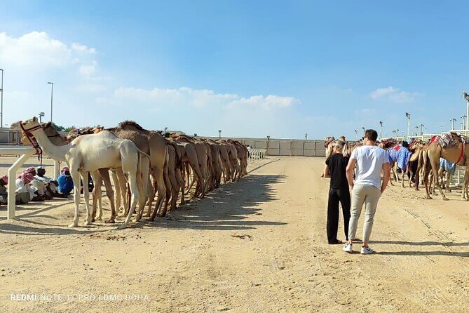Doha, Qatar: Came Racing Track, Oryx & Sheikh Faisal Museum Tour. - Equestrian Club royal stables: seeing training, not just branding
