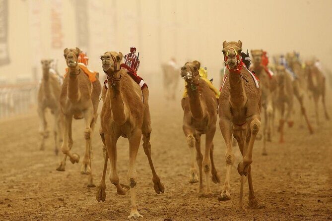 Doha Qatar Camel Race Track visit| West Coast Natural Attractions - Key highlights worth planning for