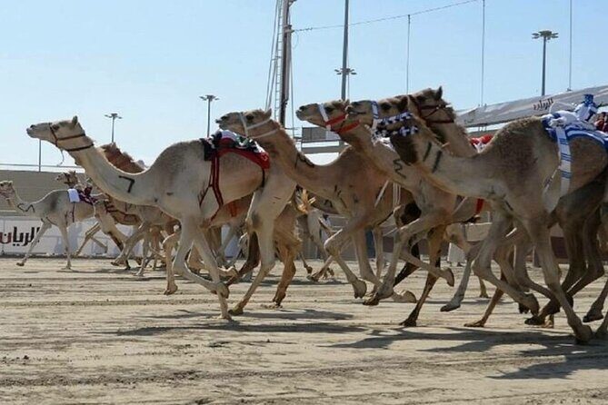 Doha Qatar Camel Race Track visit| West Coast Natural Attractions - Price, timing, and what $120 really covers