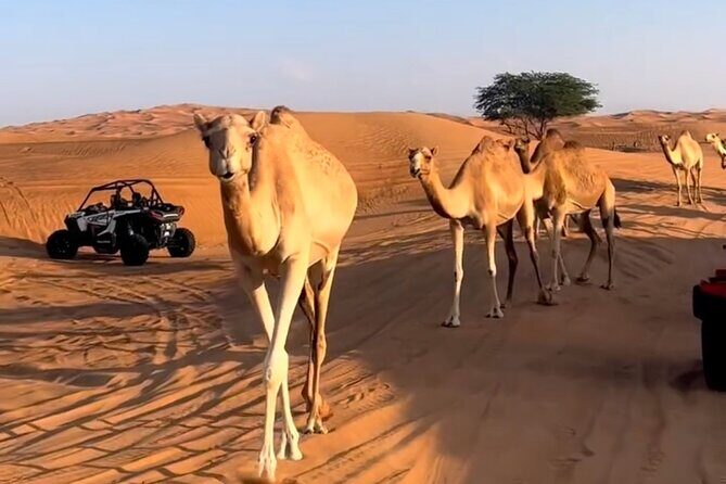 Doha, Qatar: Desert Safari, Inland sea and Camel Ride Adventure. - Why this Doha desert safari works as a 4-hour plan