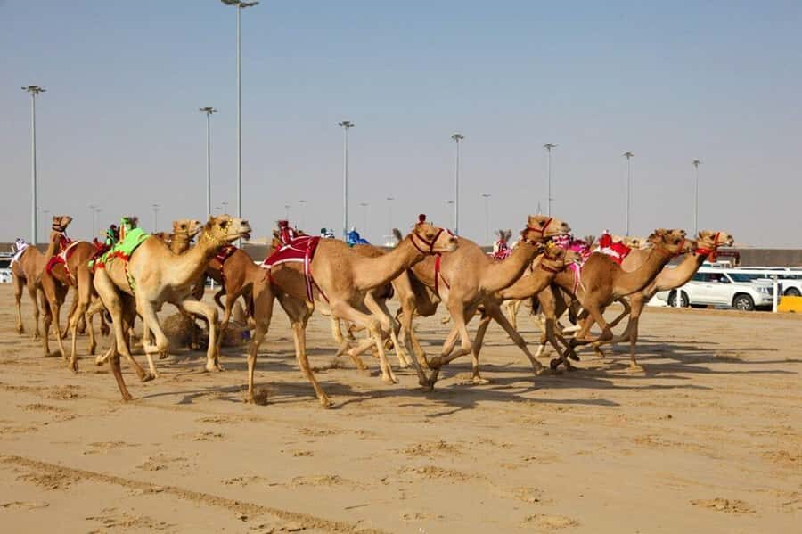 Doha: Richard Serra Sculpture,Mushroom Hill,Camel Race Track - Mushroom Hill and the Camel Race Track: the Qatar feel beyond Doha