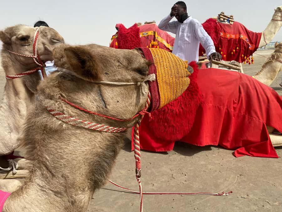 Doha: Sunset desert tour with Camel Ride, Inland Sea & Tea - Price and value: is $95 fair for 4 hours?