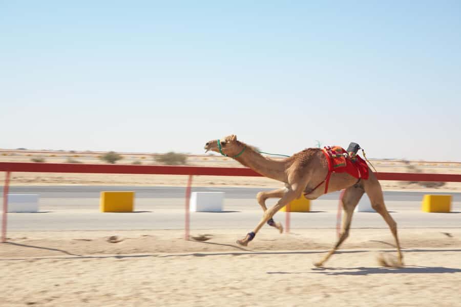 Doha : West Of Qatar Tour With Pickup & Drop-Off - Key Things I’d Prioritize