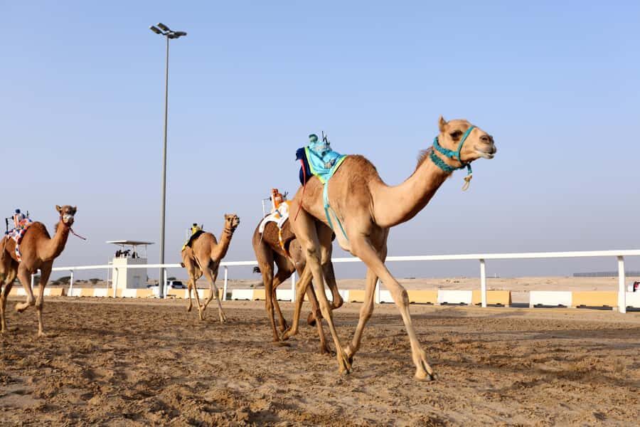 Doha : West Of Qatar Tour With Pickup & Drop-Off - Timing Tips and Desert Reality Checks