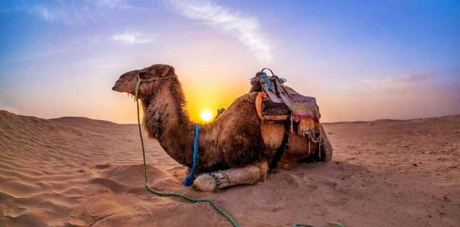 Dune Bashing &Beyond The Ultimate Desert Safari From Doha - What the Price Covers and Why It Feels Like a Good Deal