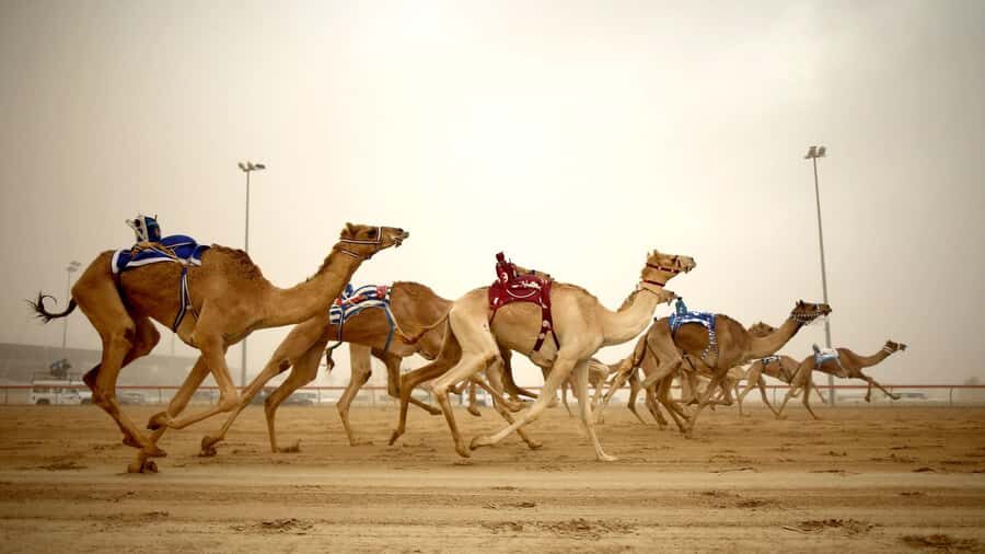 Explore Qatar’s Past: North & West Full-Day Heritage Tour - Al Thakira mangroves: a quiet break from the drive