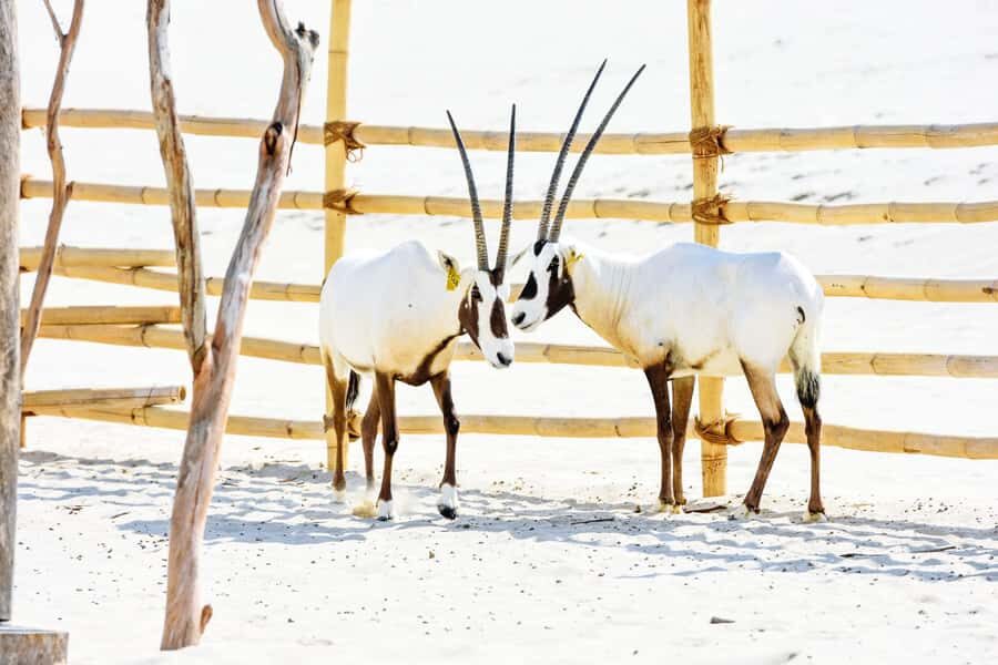 From Doha: 8-hour Safari Tour with Desert Beach Experience - Price and value: what $192 buys you in real terms