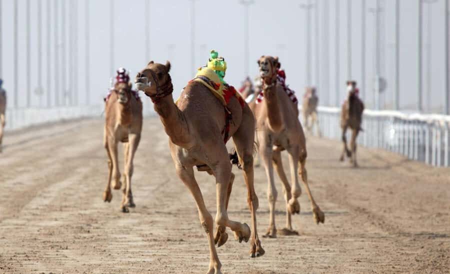 From Doha: Private West Coast and Camel Race Track Tour - West Coast Qatar in a Private 4-Hour Loop