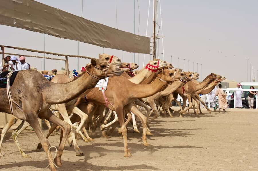 From Doha: Private West Coast and Camel Race Track Tour - Getting Picked Up from Doha Without the Headache