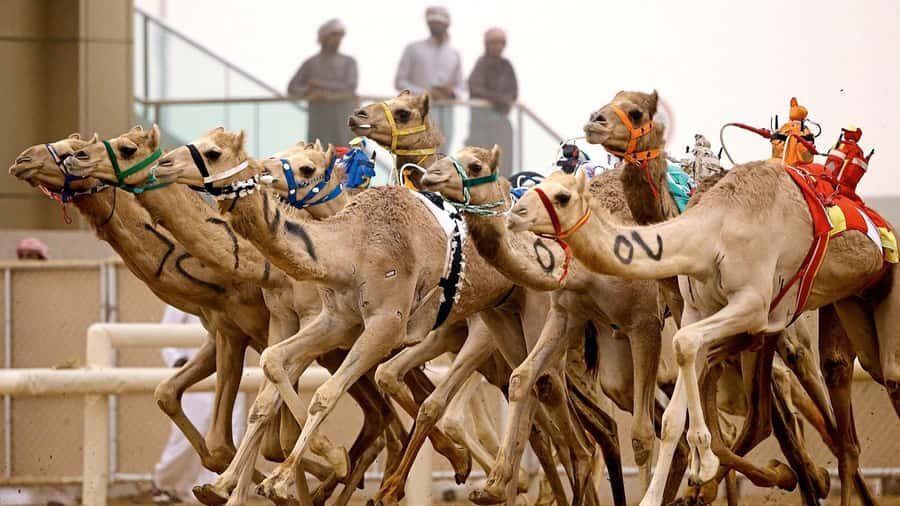 From Doha: Private West Coast and Camel Race Track Tour - Sheikh Faisal Museum Stop: A Quick Culture Reset