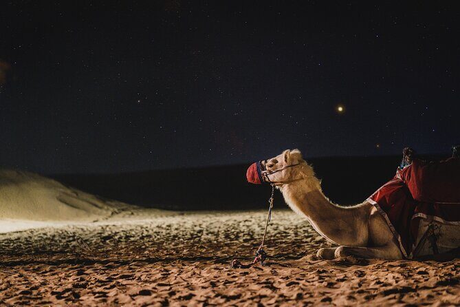 Full Day Qatar North and Desert Safari with pickup - Al Khor Harbour and Pearl-Past History