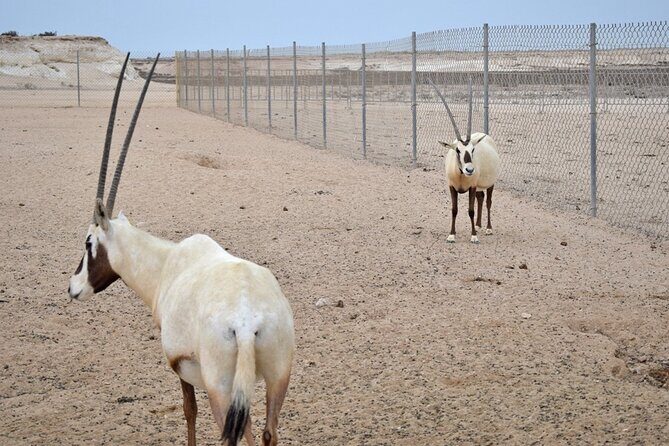 Full Day Qatar's North And West tour || History & Heritage - Purple Island (Al Khor Island): quick nature reset
