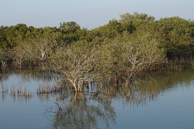 Half-Day North Qatar Tour - Al Khor harbor and the pearling legacy in a short stop