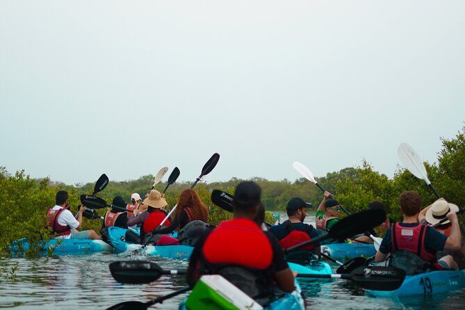 Kayak Through the Mangroves to the Purple Island - Timing matters: choosing sunrise, late morning, afternoon, or sunset