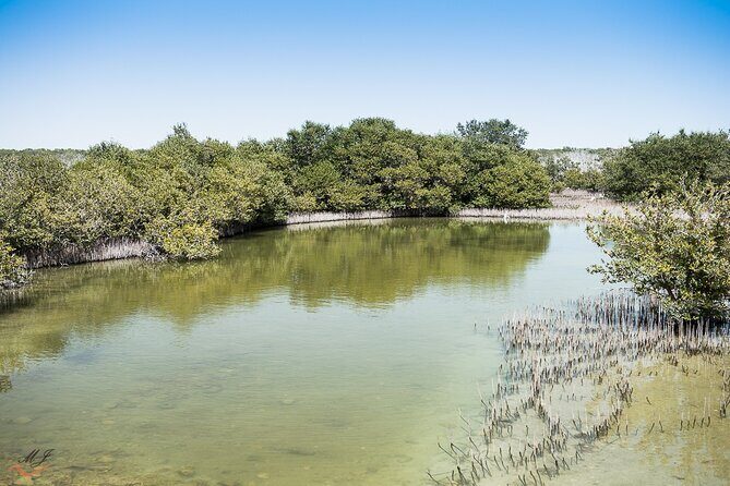 North of Qatar Tour to Olafur Eliasson Zubara Fort Jumail Village - Stop 3: Purple Island and Al Thakira Mangroves