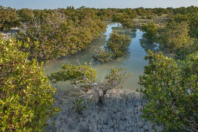 North Qatar Guided Expedition to Nature Charms - Purple Island: Mangroves, Birdlife, and Kayak-Friendly Quiet