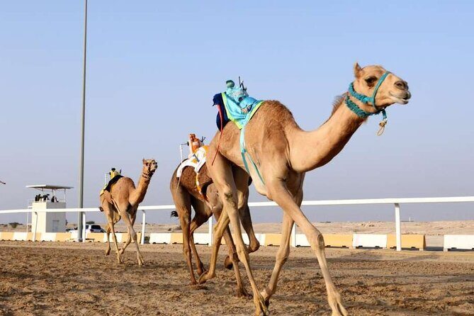 Private Full Day Guided Tour in Qatar North and West - Al Khor Harbor: where Qatar’s older economy begins
