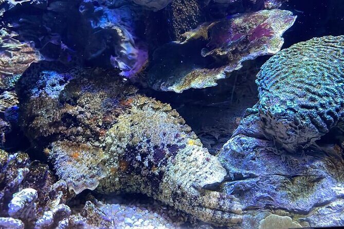 Private Hamad Port Tour in Mesaieed |Aquarium |Maritime Museum - Aquarium Tunnels: Acrylic Glass, Low Light, and the Predator Tank