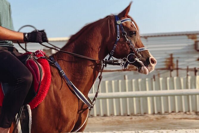 Private Horse and Camel Riding Experience in Doha - Key Highlights You’ll Care About