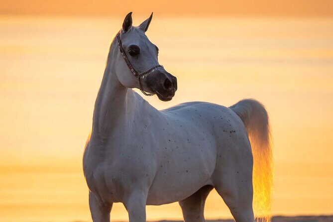 Private Horse and Camel Riding Experience in Doha - Price and Value: Is $150 Per Person Fair for a Private Desert Ride?