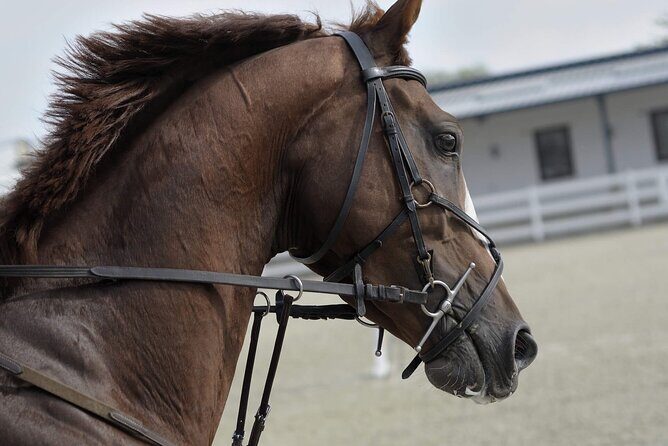 Private Horse and Camel Riding Experience in Doha - Arabian Horse Time: 40 Minutes of Self Riding With Coach Support
