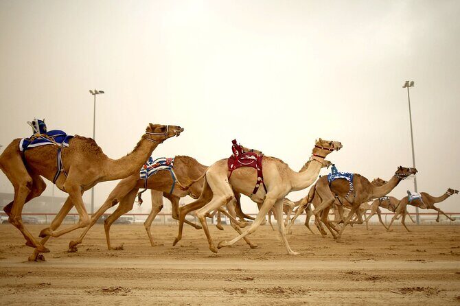 Qatar West Coast tour, Zekreet, Richard Serra Sculpture, Mushroom Rock Formation - Key highlights to look for on this Qatar west coast drive