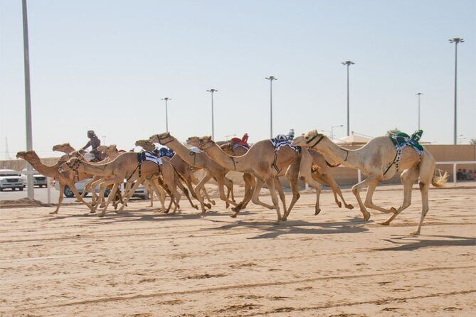 Sunset Keshta at Zekreet | Art, Adventure & Arabian Picnic - The adventure extras: camel race timing can shift