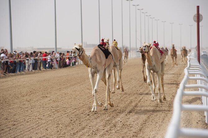 West Coast and Camel Race Track Visit - Sport of the Sheikhs: Al Shahaniya Camel Racing Track