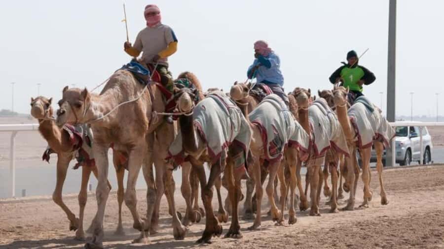 West Qatar-Doha Richard sierra,camel race,mushroom rock - Al Shahaniya camel racetrack: photos plus a taste of local sport